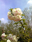 罂粟花