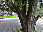 参天大树