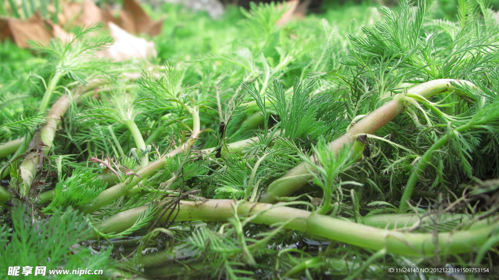 绿色植物