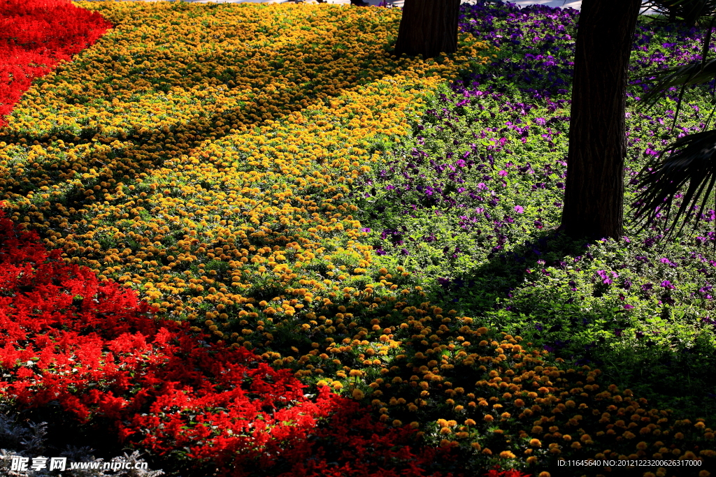 鲜花草地