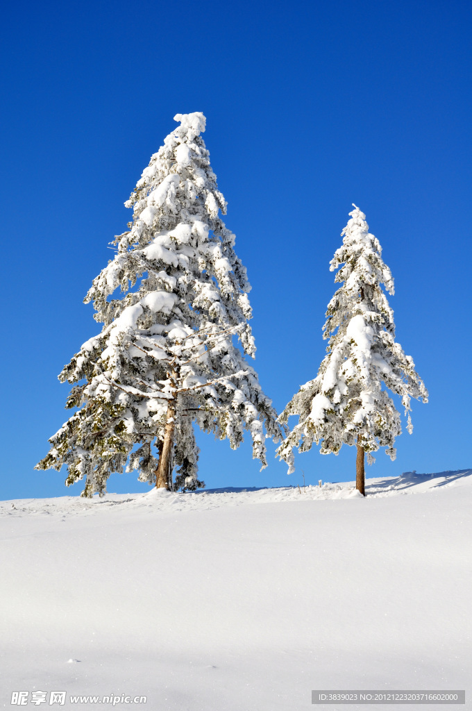 雪松