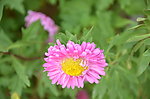 翠菊
