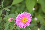 翠菊