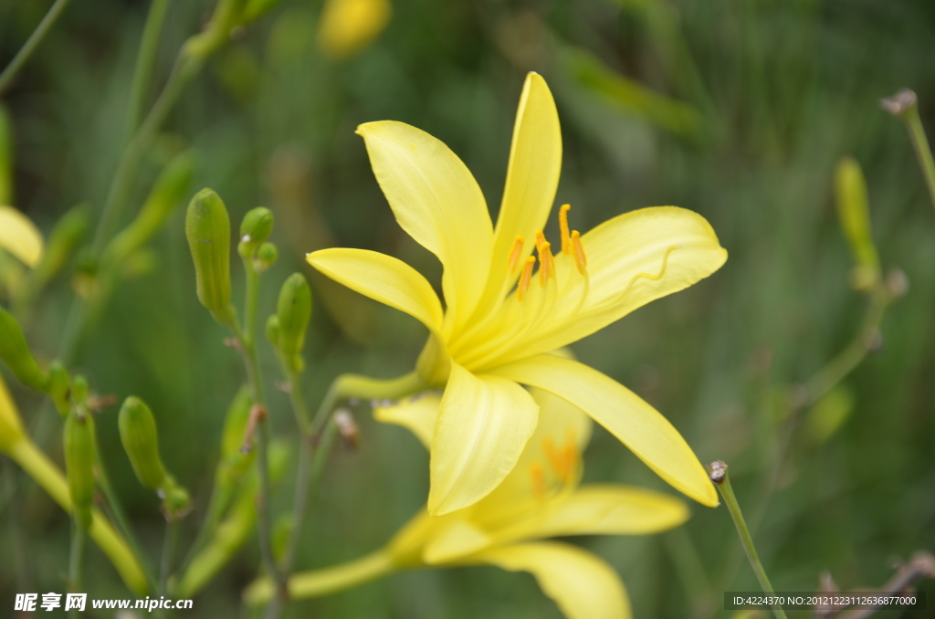 黄花菜