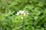 醉蝶花
