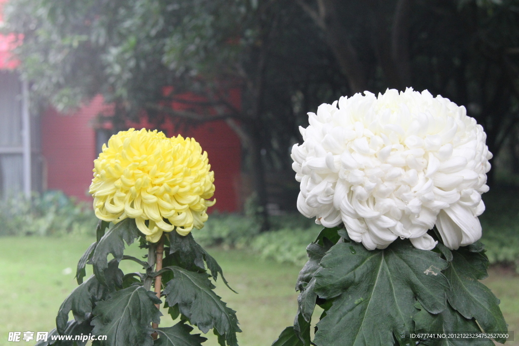 菊花
