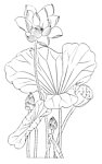 线描荷花荷叶