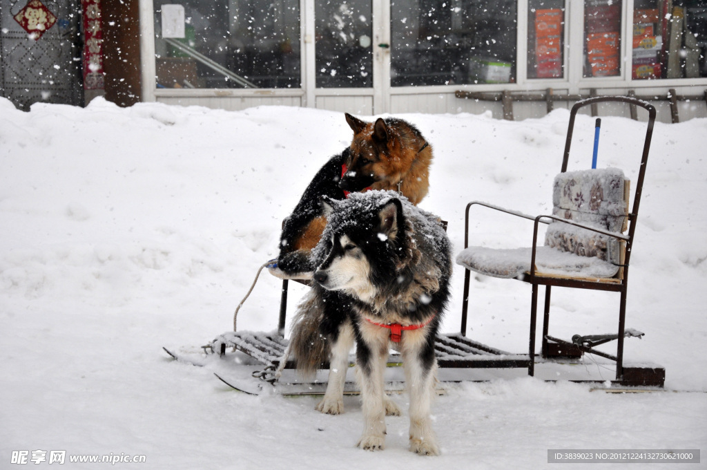 雪中犬