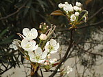 木棉花