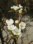 木棉花