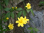 小黄花