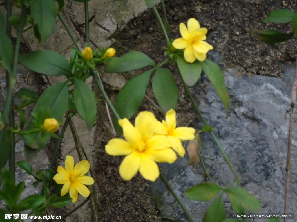 小黄花