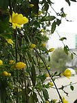 小黄花