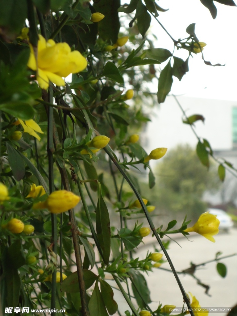 小黄花