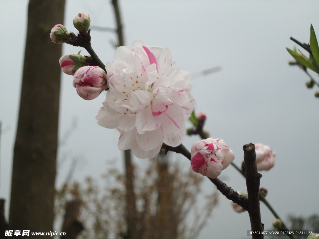 桃花