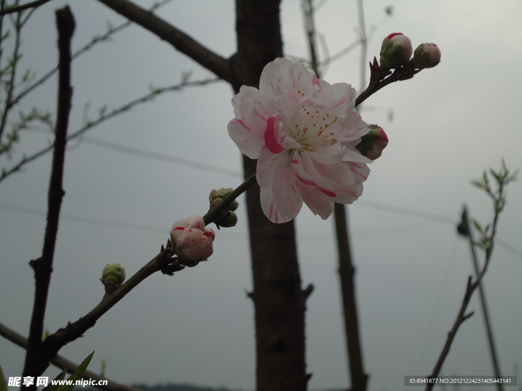 桃花
