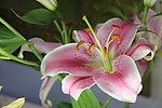 百合花