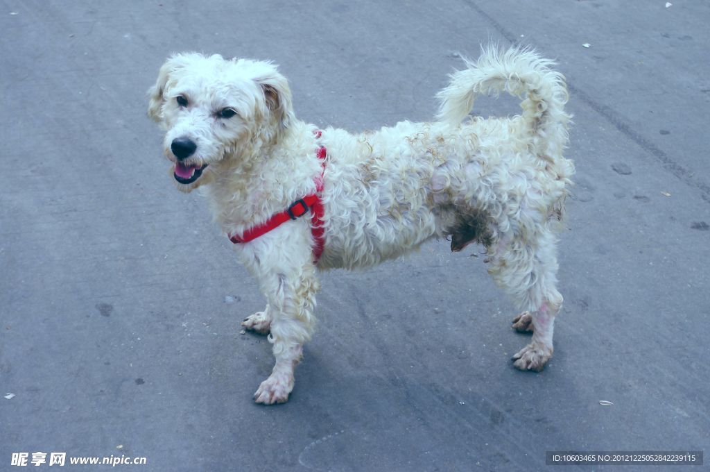 棉毛犬 宠物狗