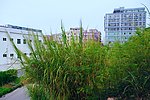 城市园林 绿色村庄