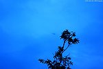 蓝天飞行 树比天高