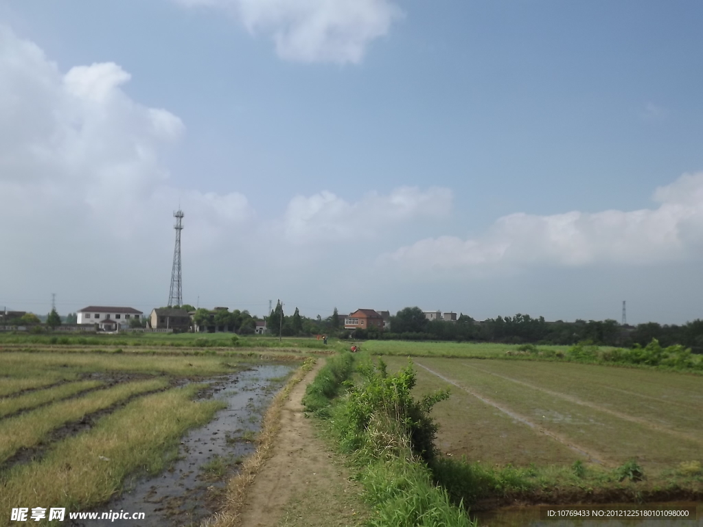 田野