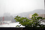 雪中幸运草