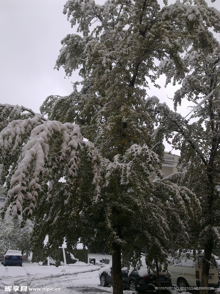 雪中飞