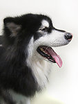 阿拉斯加雪橇犬