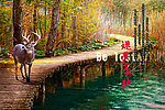 迷失深失 秋天