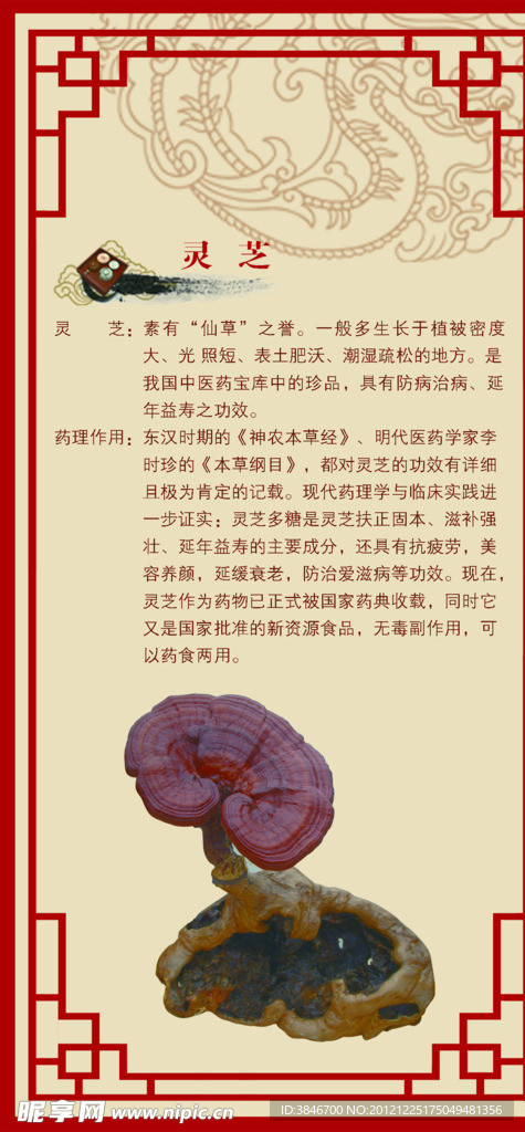 灵芝