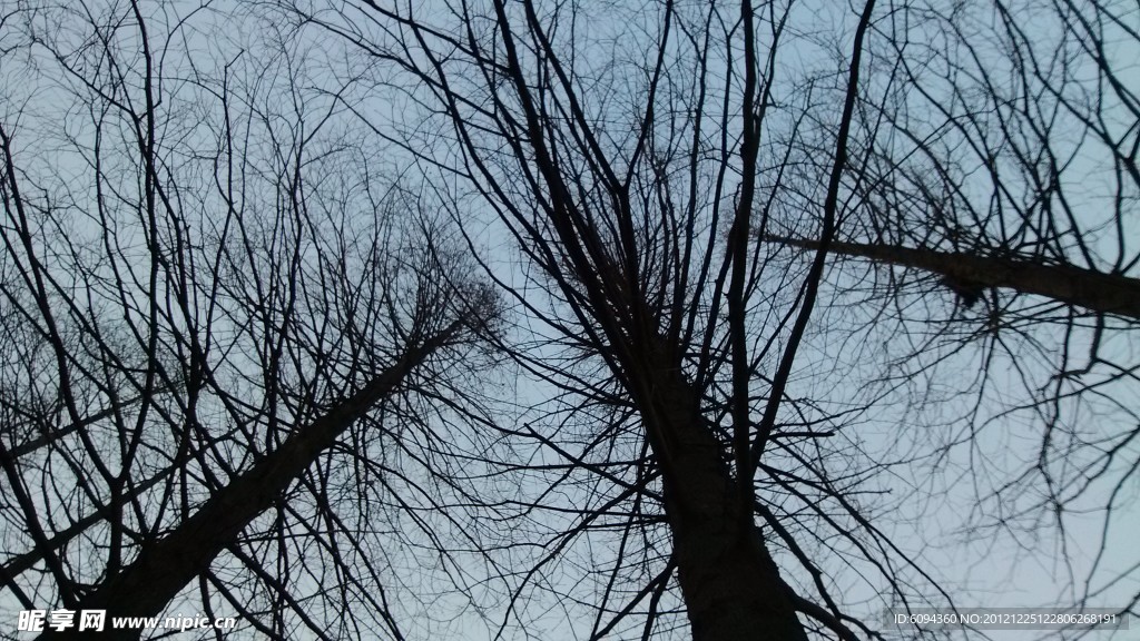 三颗树 冬天的树
