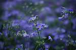 紫花
