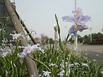 蝴蝶花