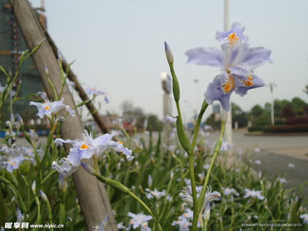 蝴蝶花