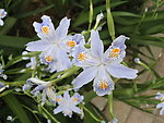 蝴蝶花