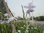 蝴蝶花
