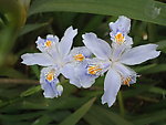 蝴蝶花