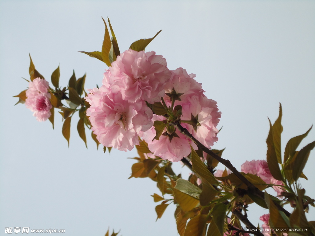桃花
