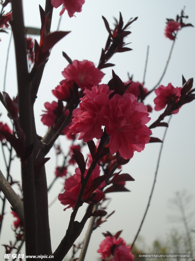 桃花