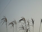 稻苗