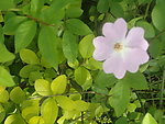 野花