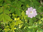 野花