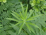 草丛