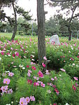 花丛
