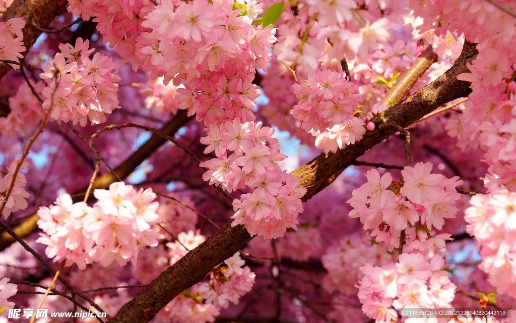 桃花
