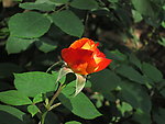 月季花
