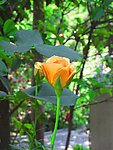 月季花