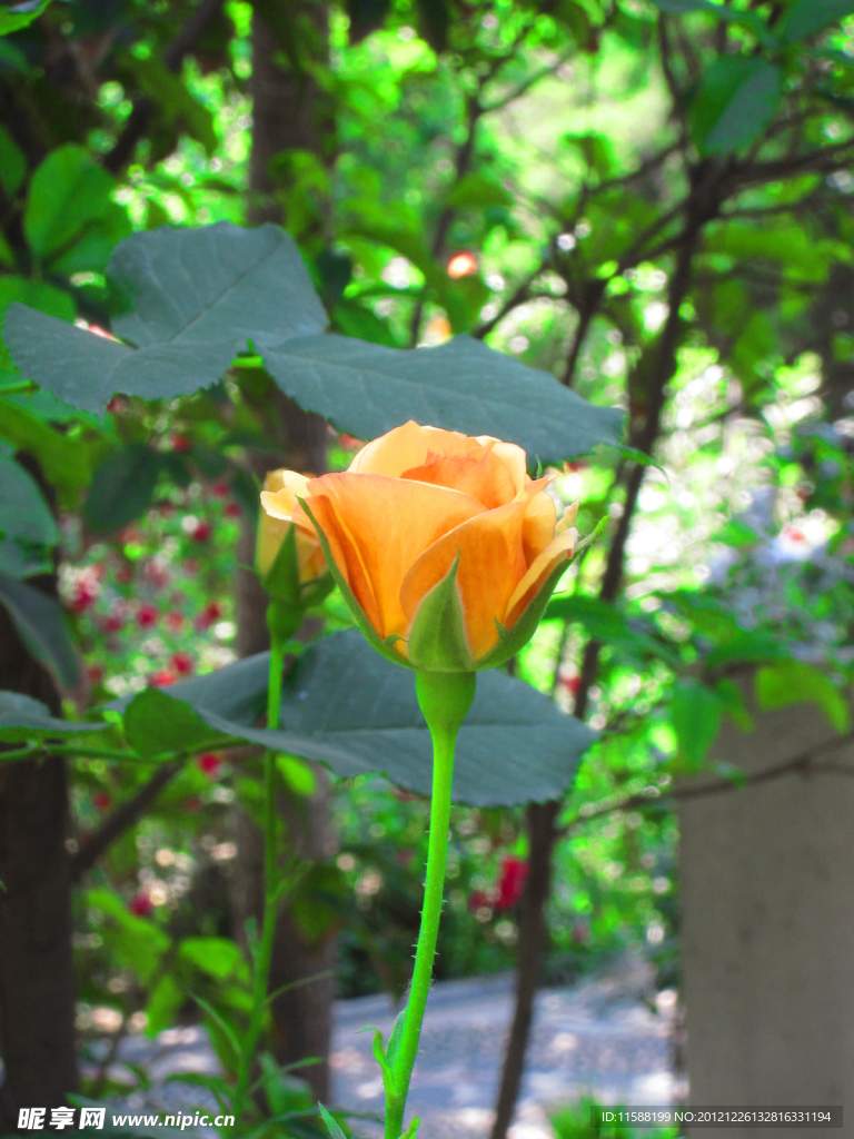 月季花