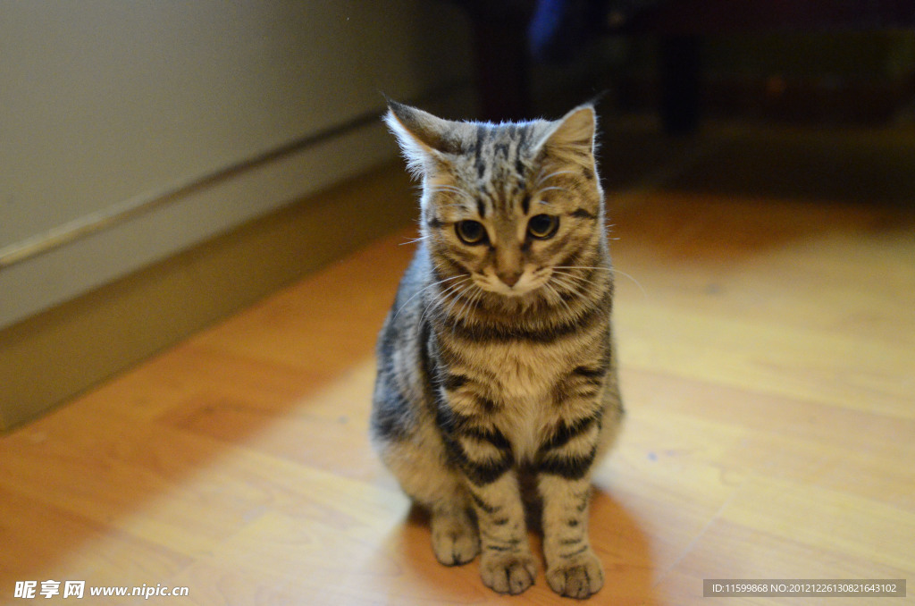 小猫