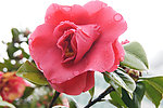 茶花